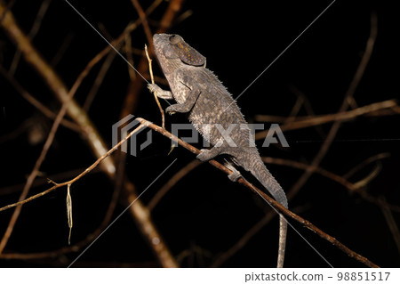 Short-horned chameleon, Calumma brevicorne, Andasibe-Mantadia National Park, Madagascar wildlife 98851517