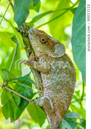 Blue-legged chameleon, Calumma crypticum, Reserve Peyrieras Madagascar Exotic wildlife Blue-legged chameleon, Calumma crypticum, Reserve Peyrieras Madagascar Exotic wildlife 98851518