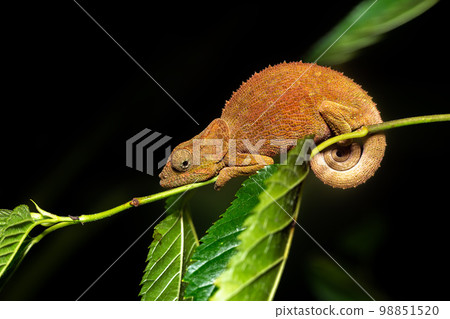 Blue-legged chameleon, Calumma crypticum, Reserve Peyrieras Madagascar Exotic wildlife 98851520