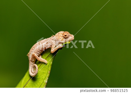 Short-nosed deceptive chameleon, Calumma fallax, juvenile, Ranomafana National Park, Madagascar wildlife 98851525