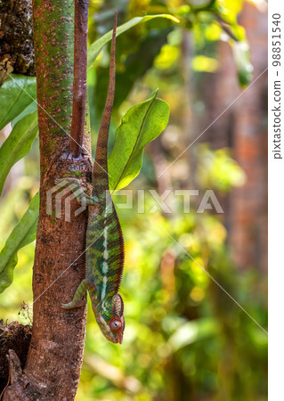 Panther chameleon, Furcifer pardalis, Reserve Peyrieras Madagascar Exotic, Madagascar wildlife Panther chameleon, Furcifer pardalis, Reserve Peyrieras Madagascar Exotic, Madagascar wildlife 98851540