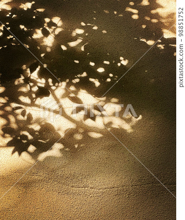 sunlight filtering through the trees on the wall 98851752