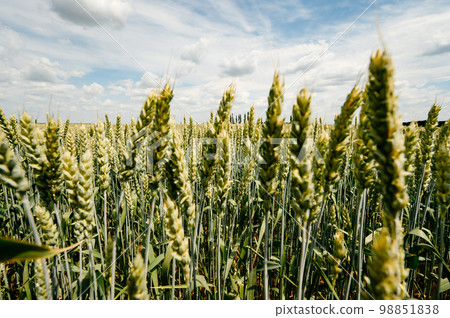 The Ukrainian Agro Cultural Field with wheat is still unripe green wheat in the field. The Ukrainian Agro Cultural Field with wheat is still unripe green wheat in the field. 98851838