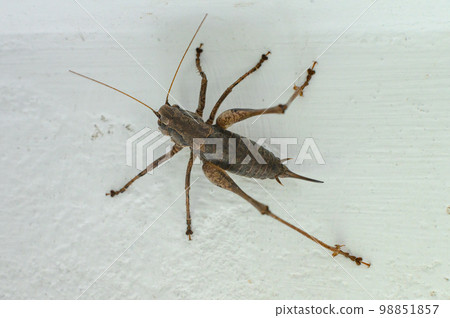 Tettigoniidae with a sharp tail on a wall in a house Tettigoniidae with a sharp tail on a wall in a house 98851857