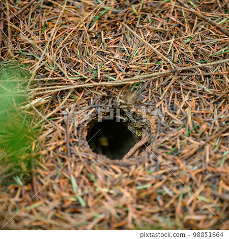 A wasp's hole in the forest is in the ground, around the fallen needles of conifers. 98851864