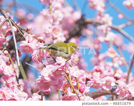 紅李子和白眼 98851879