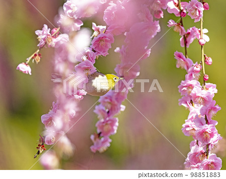Red plum and white-eye 98851883