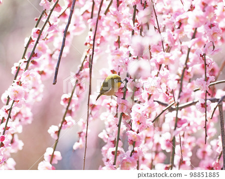 Red plum and white-eye 98851885