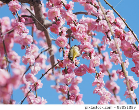 Red plum and white-eye Red plum and white-eye 98851889