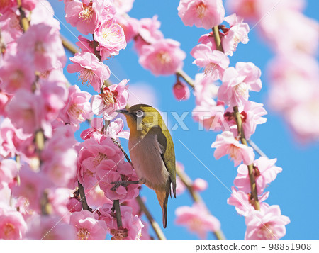 紅李子和白眼 98851908