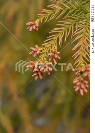 Pollinosis cedar pollen cedar flowers 98852152