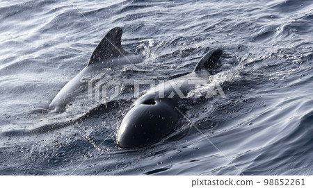 Long-finned Pilot Whale, El Estrecho Natural Park, Spain Long-finned Pilot Whale, El Estrecho Natural Park, Spain 98852261