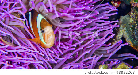 Clark s Anemonefish, Bunaken National Marine Park, Indonesia 98852268