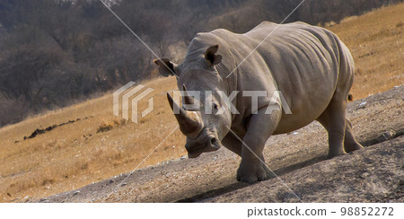 White Rhinoceros, Khama Rhino Sanctuary, Botswana 98852272