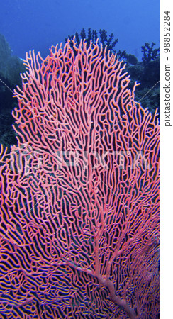 Gorgonian, Maldives 98852284