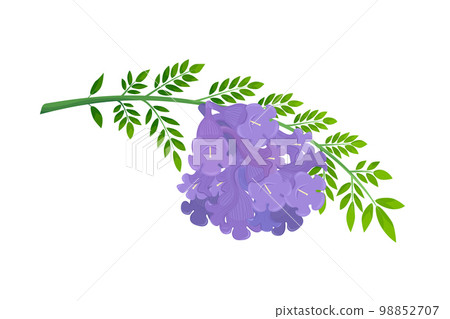 Jacaranda Mimosifolia tree, violet flowers and leaves on the branch. Jacaranda Mimosifolia tree, violet flowers and leaves on the branch. 98852707