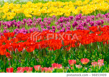[Osaka Prefecture] April: Refreshing spring, clear blue sky, green Museum Harvest Hill full of blooming tulips 98853409