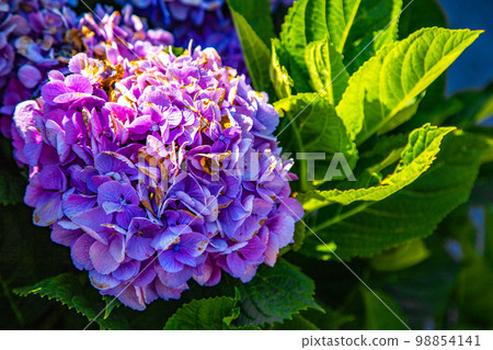 Italian style baroque Garden on Isola Bella, in isole borromee islands in lake Maggiore, Italy Italian style baroque Garden on Isola Bella, in isole borromee islands in lake Maggiore, Italy 98854141
