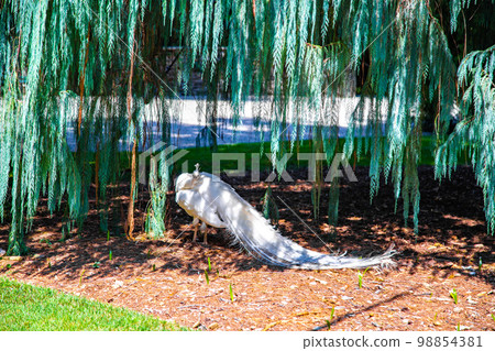Views of Isola Madre villa and botanic garden, in Isole Borromee archipelago, Lake Maggiore, Italy. 98854381