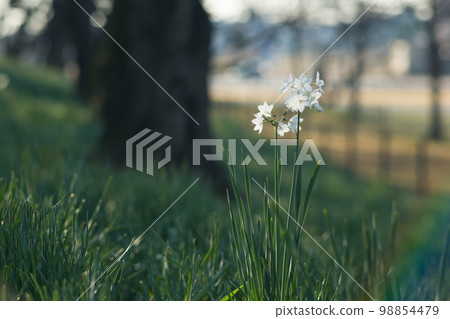 Pure white daffodils blooming 98854479