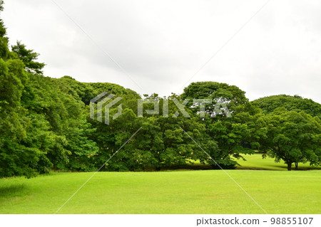 Lawn in front of Treasure Hall 98855107