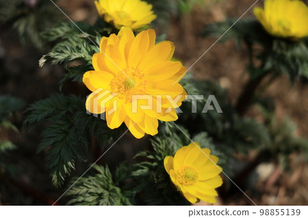 阿多尼斯·拉莫薩·福壽莊 98855139