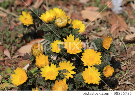 阿多尼斯·拉莫薩·福壽莊 98855785