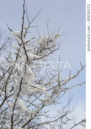 White snow on a bare tree branches on a frosty winter day, close up. Natural background. Selective botanical background. High quality photo White snow on a bare tree branches on a frosty winter day, close up. Natural background. Selective botanical background. High quality photo 98856323
