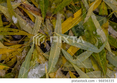 Snow-covered withered leaves on the ground in early winter 98856335