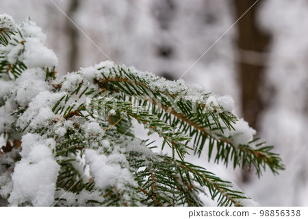 Spruce branch with small green needles under fluffy fresh white snow close-up. blurry winter forest in the background Spruce branch with small green needles under fluffy fresh white snow close-up. blurry winter forest in the background 98856338