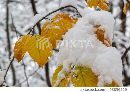 Hornbeam tree leaves covered with snow. Fresh big snow on the branches of a hornbeam tree Hornbeam tree leaves covered with snow. Fresh big snow on the branches of a hornbeam tree 98856339