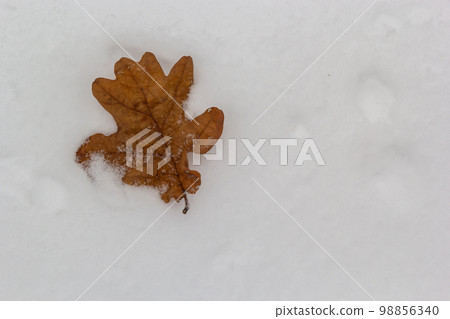 Autumn oak leaves isolated on blurred white snow background, orange oak leaf on natural snow background, first snow, oak leaves isolated on snow, season, winter Autumn oak leaves isolated on blurred white snow background, orange oak leaf on natural snow background, first snow, oak leaves isolated on snow, season, winter 98856340