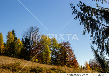 coniferous forest. mountains in the Carpathians, Ukraine coniferous forest. mountains in the Carpathians, Ukraine 98856388