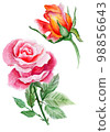 Pink And Orange Roses. Watercolor Illustration. Ideal for Valentine's Day 98856643