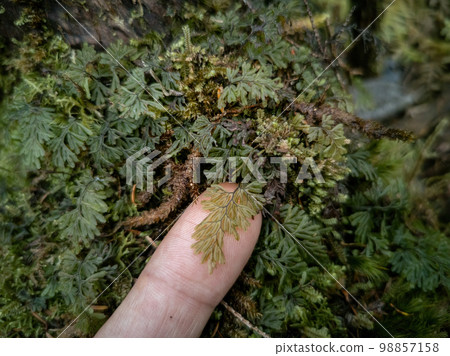 Finger and Fern Close-Up in the rainforest Finger and Fern Close-Up in the rainforest 98857158