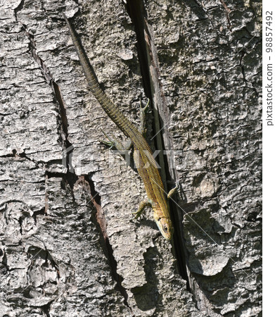 Viviparous lizard or common lizard, Zootoca vivipara, basking in the sun on the tree trunk Viviparous lizard or common lizard, Zootoca vivipara, basking in the sun on the tree trunk 98857492