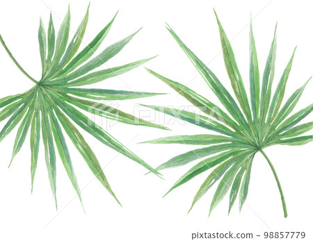 鋸矮棕櫚條 98857779