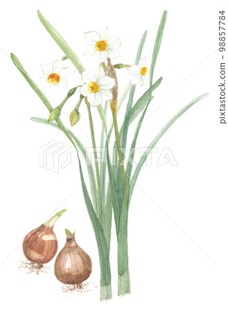 Japanese Narcissus Flower and Root 98857784