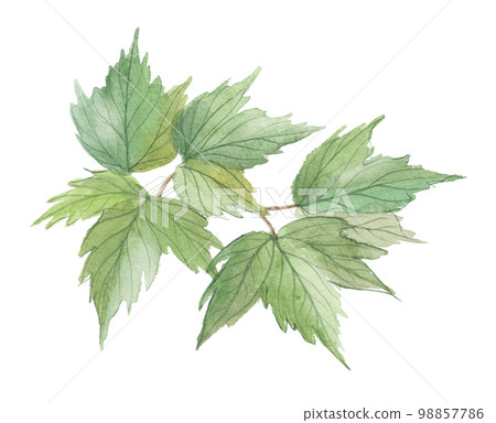 Kanbok liver tree leaves 98857786