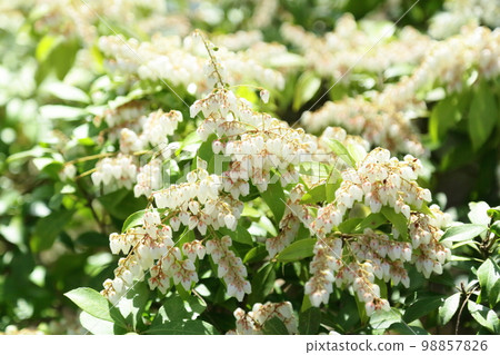 阿塞比花 98857826