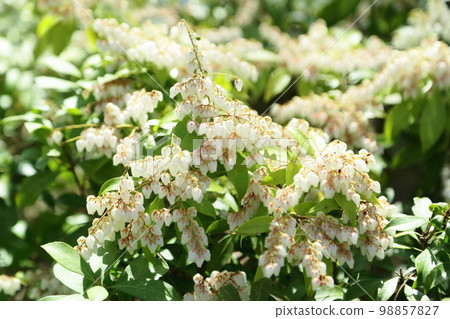 阿塞比花 阿塞比花 98857827