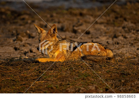 Black-backed jackal with catchlight lies staring left 98858603