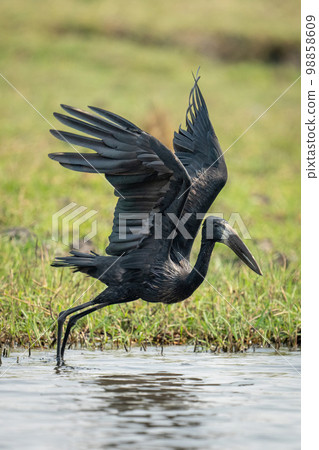 African openbill takes off from shallow river 98858609