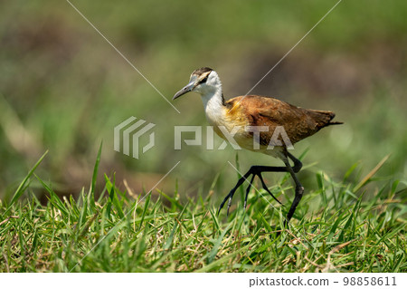 African jacana walks through grass lifting foot 98858611