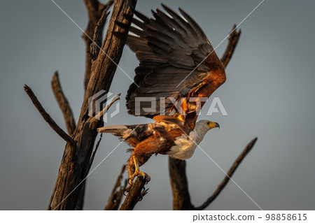 African fish eagle takes off lifting wings 98858615