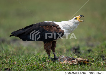 African fish eagle stands calling over fish 98858620