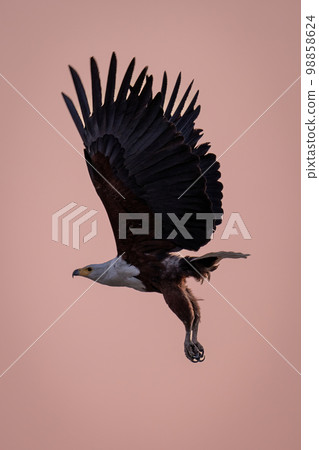 African fish eagle flies under pink sky African fish eagle flies under pink sky 98858624
