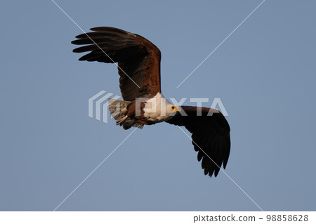 African fish eagle flies through blue sky 98858628