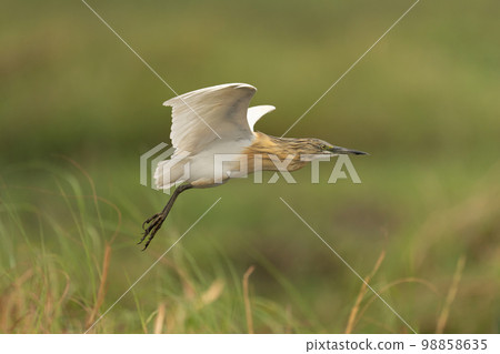 Squacco heron flies with grass in foreground Squacco heron flies with grass in foreground 98858635