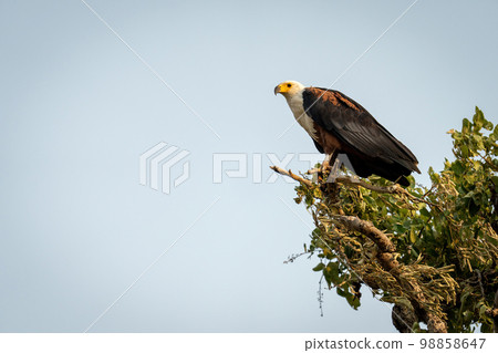 African fish eagle stares down from tree African fish eagle stares down from tree 98858647